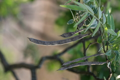 Mundulea sericea